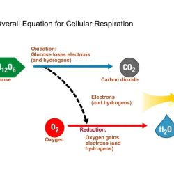 Ap biology cellular respiration frq