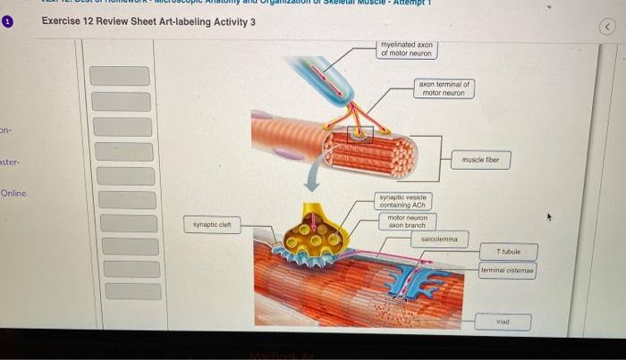 Exercise 12 microscopic anatomy and organization of skeletal muscle