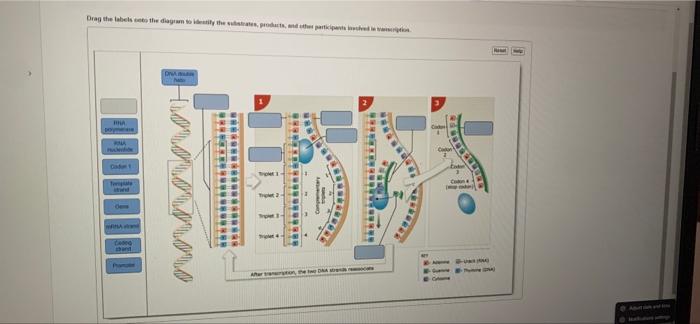 Substrates products and other participants involved in transcription