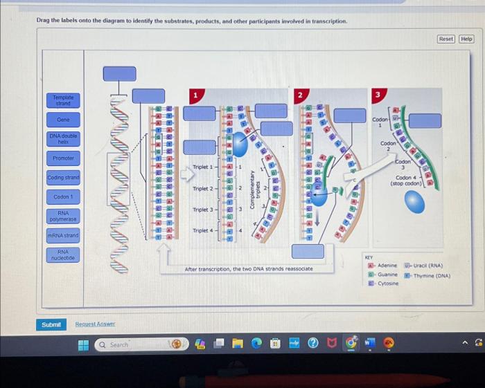 Substrates products and other participants involved in transcription