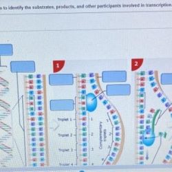 Transcription pearson mrna