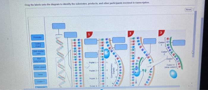 Transcription pearson mrna