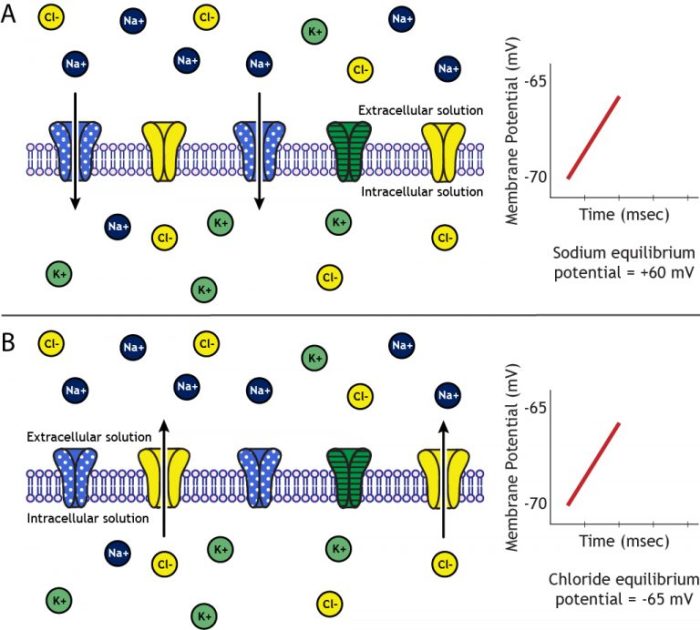 Equilibrium membrane potential for na+ labster