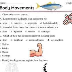 Joints and movement worksheet answers