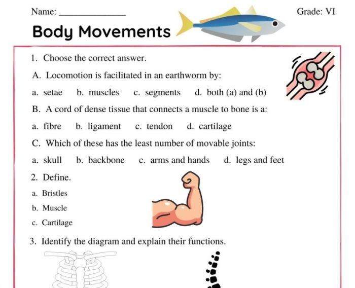 Joints and movement worksheet answers