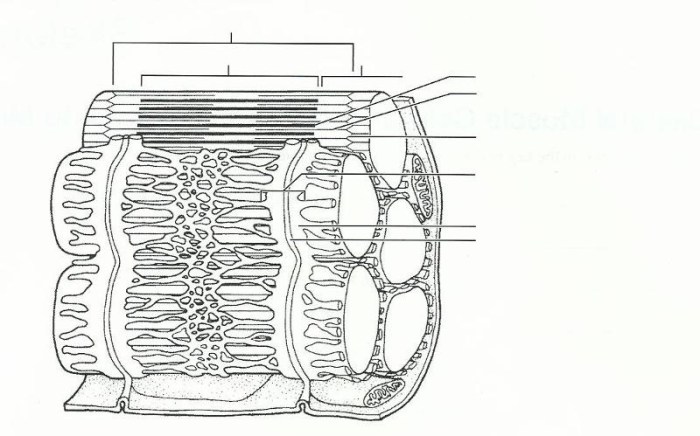 Exercise 12 microscopic anatomy and organization of skeletal muscle