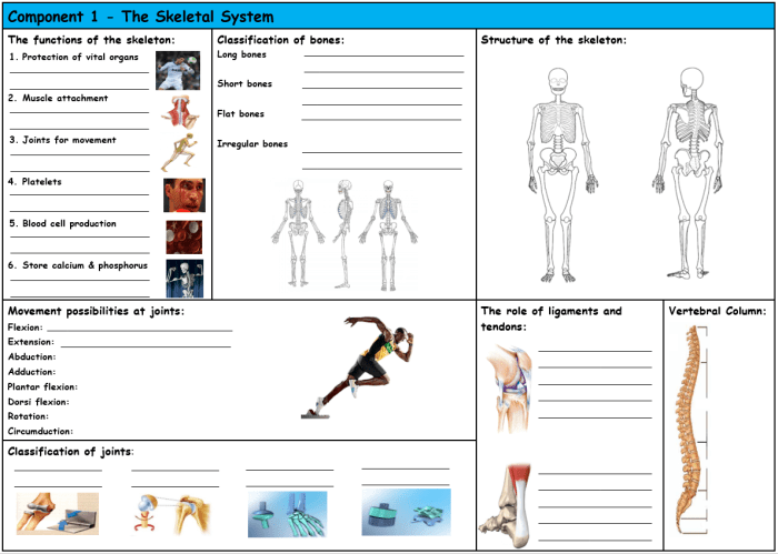 Joints and movement worksheet answers