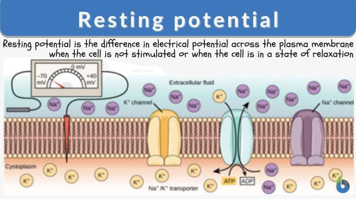 Equilibrium membrane potential for na+ labster